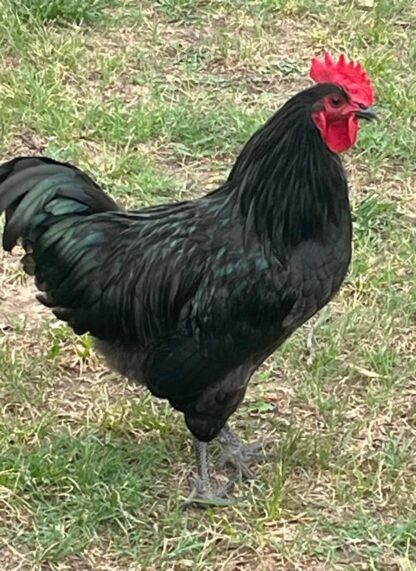 Black Australorp