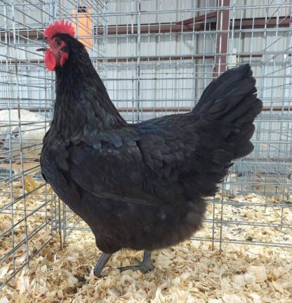 Black Australorp