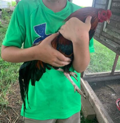 Black Breasted Red Cubalaya bantam