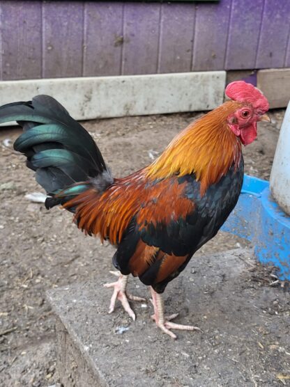 Black Breasted Red Phoenix Standard Credit Barrett Angus Farm