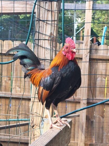 Black Breasted Red Phoenix Standard