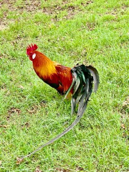 Black Breasted Red Phoenix Standard