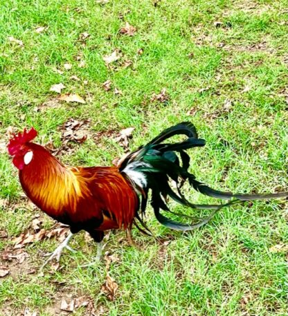 Black Breasted Red Phoenix Standard