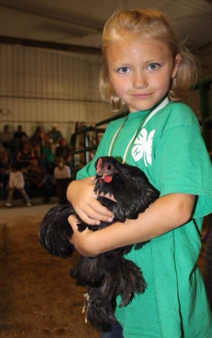 Black Cochin Bantam