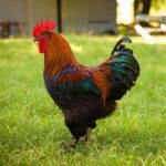 Black Copper Marans