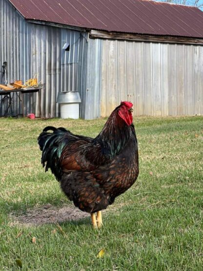 Black Laced Red Wyandottes