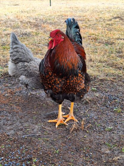 Black Laced Red Wyandottes