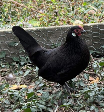 Black Rose Comb Bantam