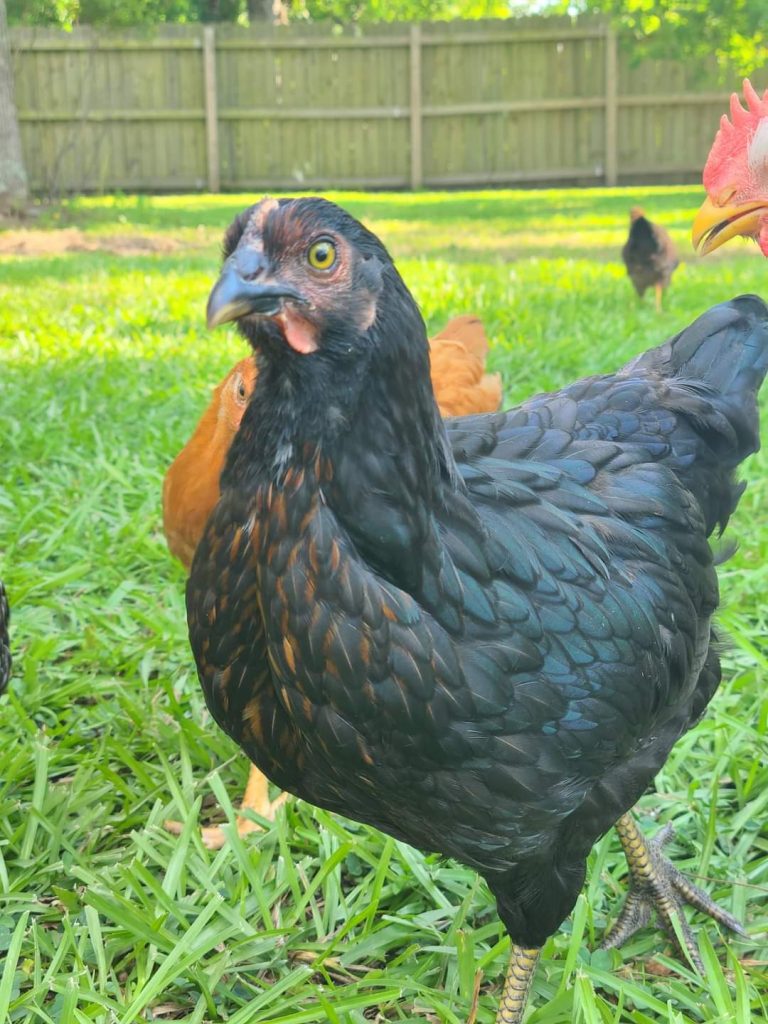 Black Sex Link Brown Egg Laying Chickens Cackle Hatchery®