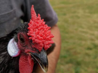 Blue Rose Comb Bantam