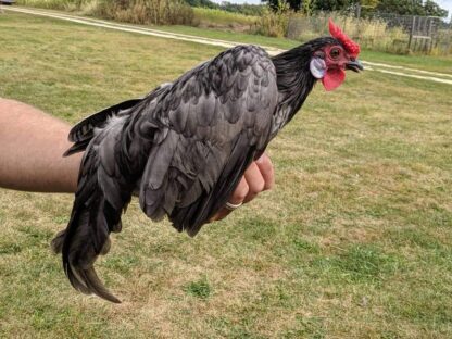 Blue Rose Comb Bantam