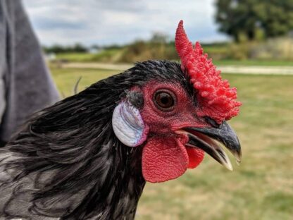 Blue Rose Comb Bantam