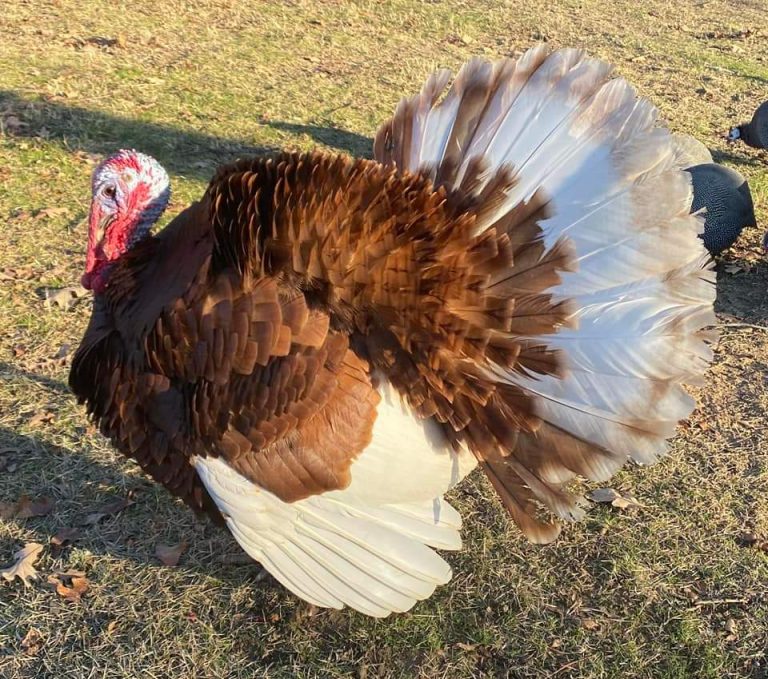 Bourbon Red Turkey - Heritage Turkey Poults | Cackle Hatchery®