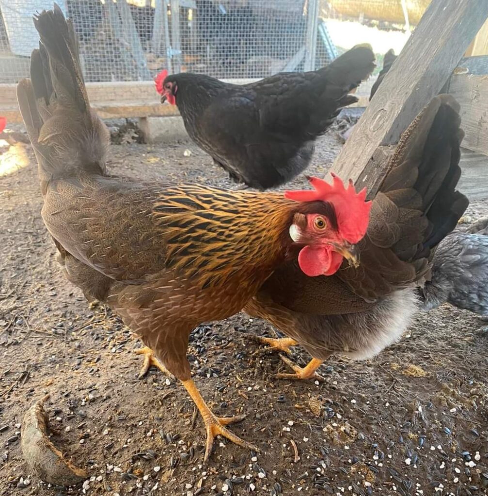 Brown Leghorn Chickens For Sale Online | Cackle Hatchery®