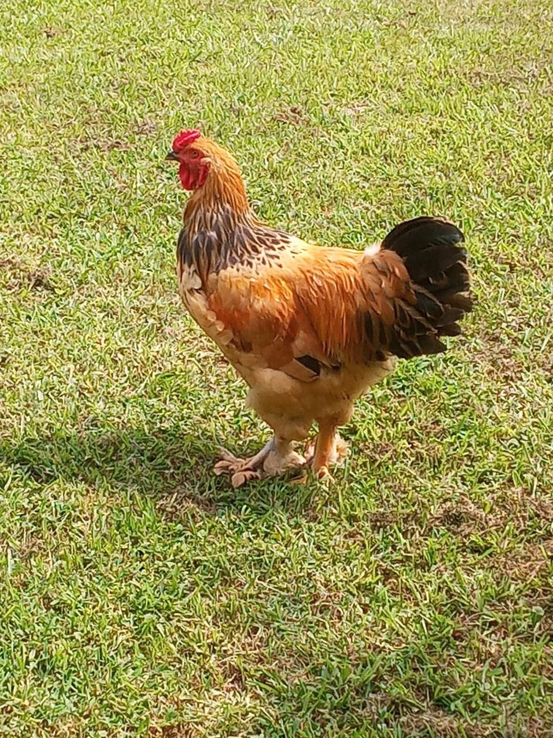 Giant Brahma Chicken around 6months old already over 5 pounds
