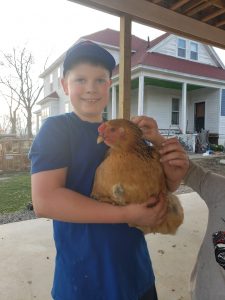 Buff Brahma Chickens - Brown Egg Laying Chicks | Cackle Hatchery®