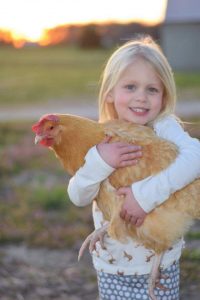 Buff Orpington Baby Chicks For Sale - Poultry For Sale | Cackle Hatchery®