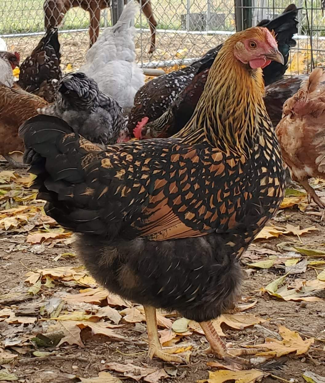 Golden Laced Wyandotte: Egg Laying, Broodiness and Temperament - The Happy  Chicken Coop