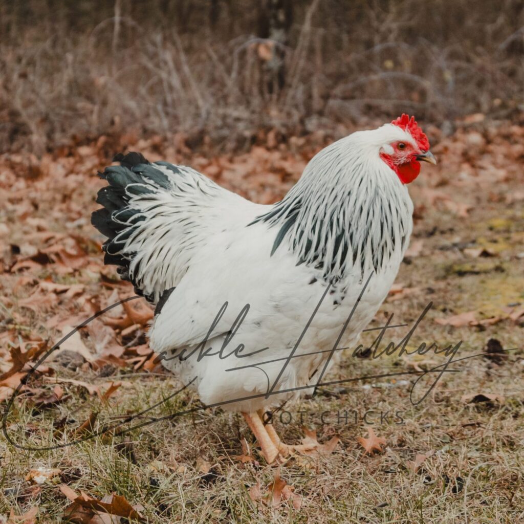 Columbian Rock - Chickens for Sale & Info | Cackle Hatchery®