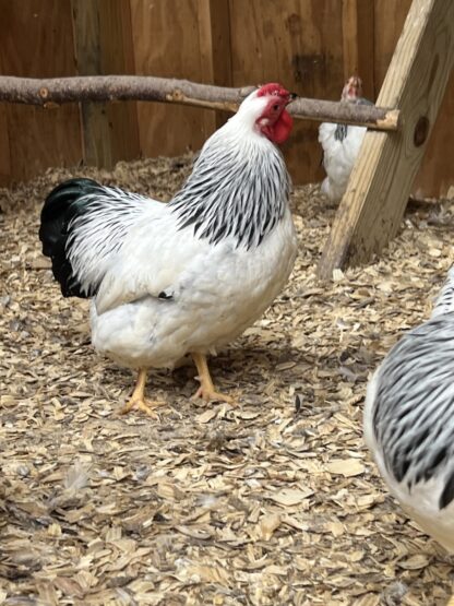 Columbian Wyandotte Bantam - Image 16