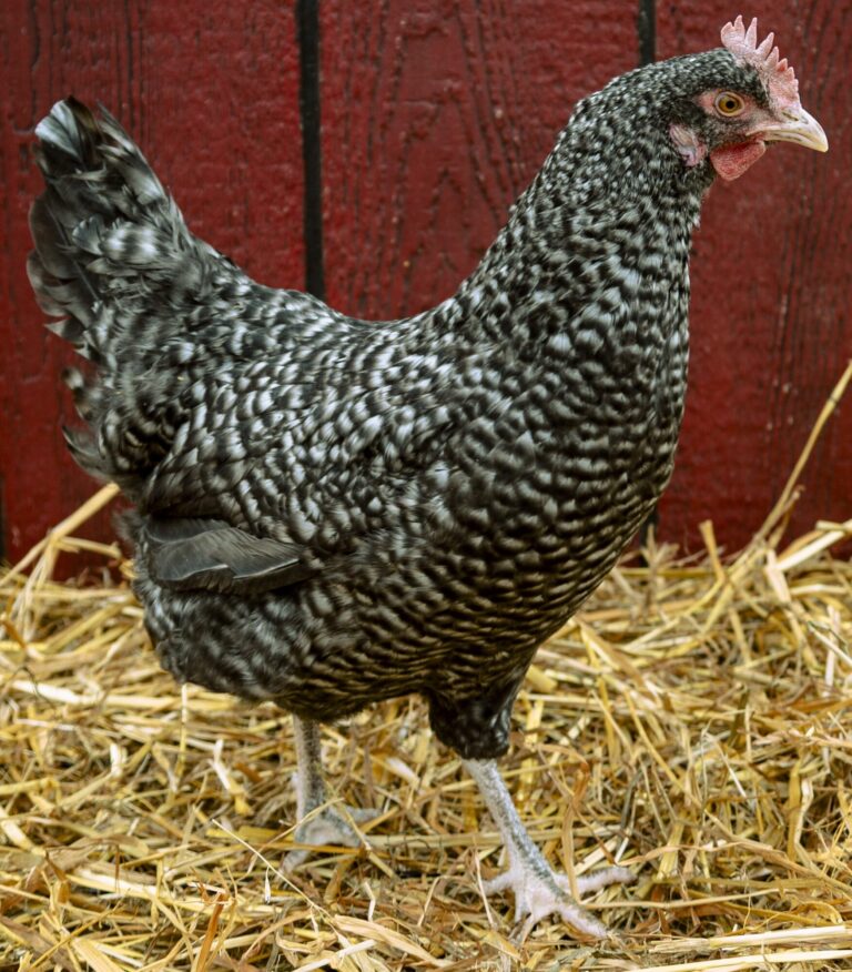 Cuckoo Maran Chickens For Sale | Dark Brown Egg Layers | Cackle Hatchery®