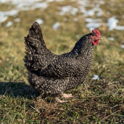 Cuckoo Marans Chicken - Image 2