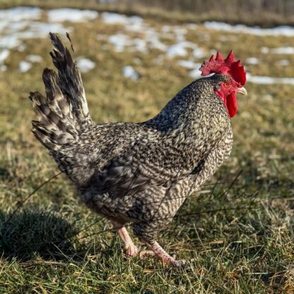 Cuckoo Marans Chicken