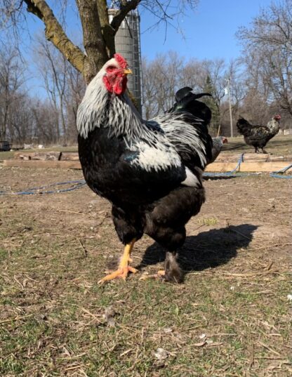 Dark Brahma Chicken - Image 57