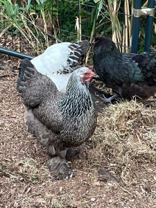 Dark Brahma Chickens - Baby Chicks for Sale | Cackle Hatchery®