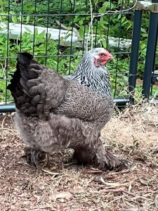 Dark Brahma Chickens - Baby Chicks for Sale | Cackle Hatchery®