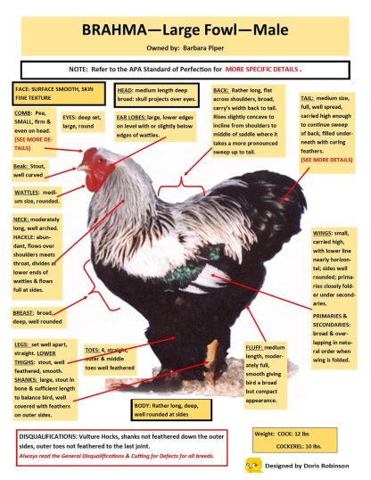 Brahma Chicken Breed Guide