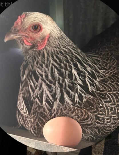 Dark Brahma Chicken - Image 58