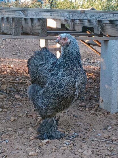 Dark Brahma Chicken - Image 59