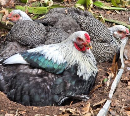 Dark Brahma Chicken - Image 60