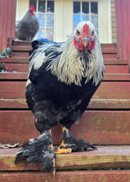 Dark Brahma Chicken - Image 63