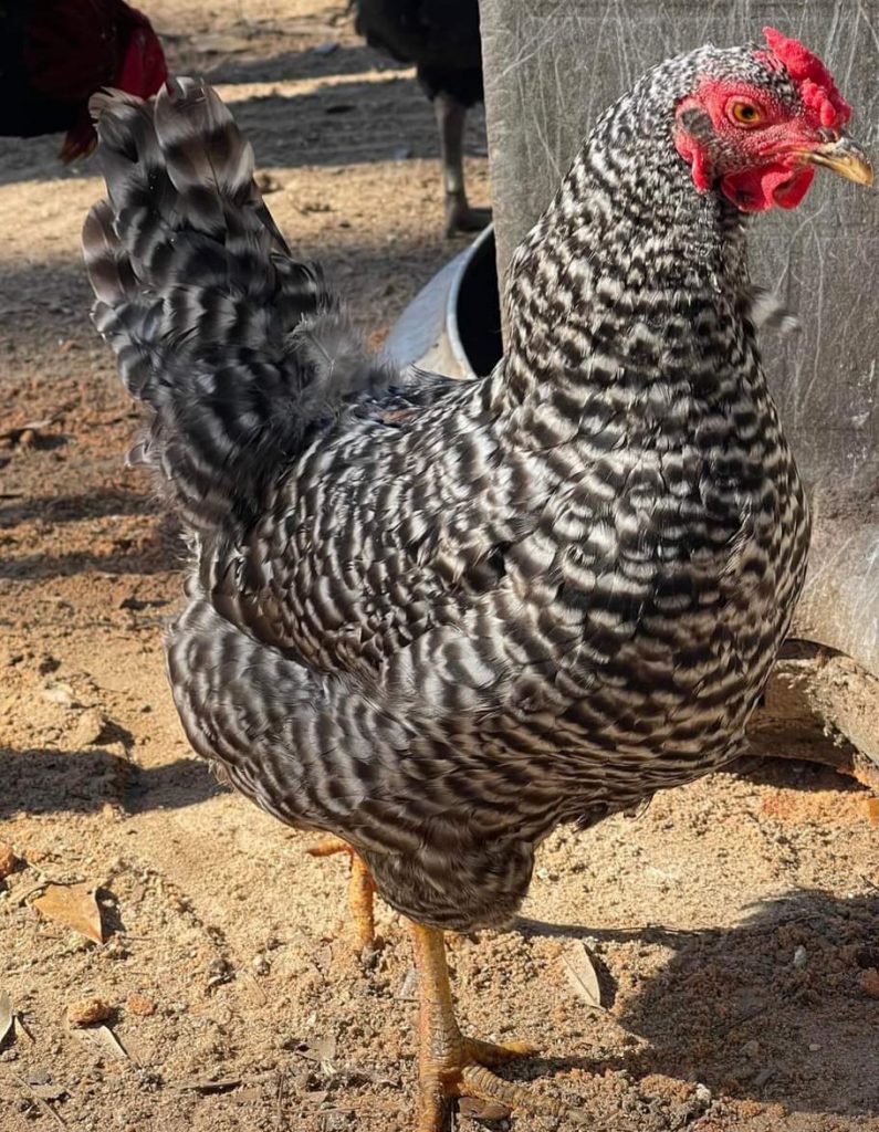 Dominique Chicken Breeds For Sale | Cackle Hatchery®