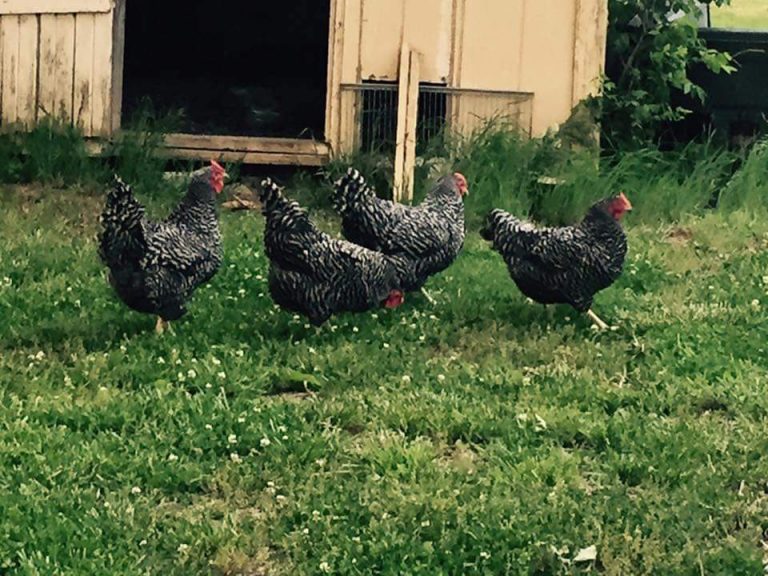 Dominique Chicken Breeds For Sale | Cackle Hatchery®