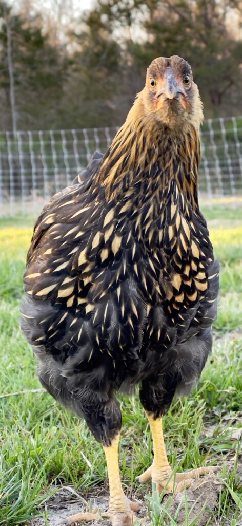 Black Laced Golden Wyandotte Baby Chicks For Sale | Cackle Hatchery®