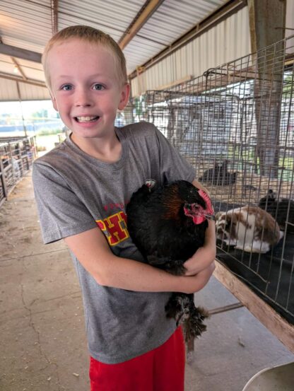 French Black Copper Marans