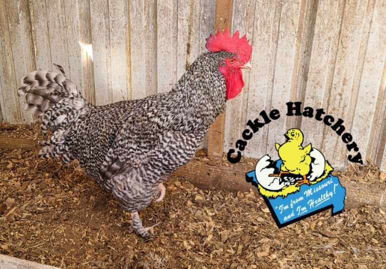 French Cuckoo Marans - Baby Chicks | Cackle Hatchery®