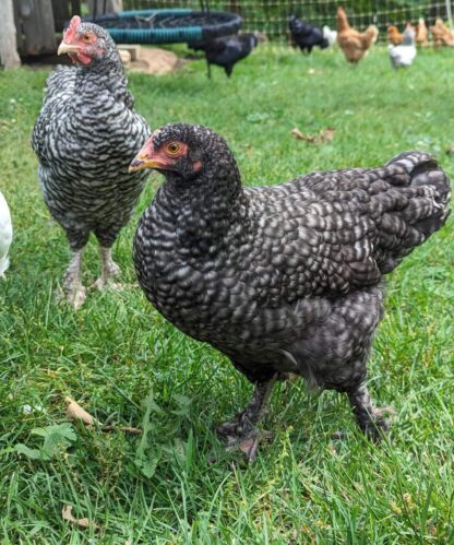 French Cuckoo Marans