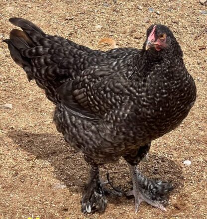 French Cuckoo Marans