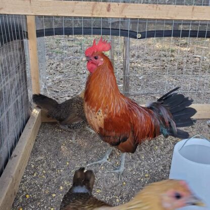 Ginger red Old english bantam