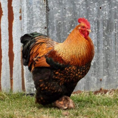 Golden Laced Cochin