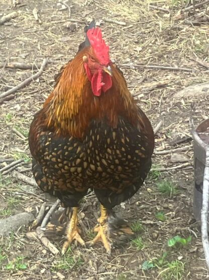 Golden Laced Cochin Standard