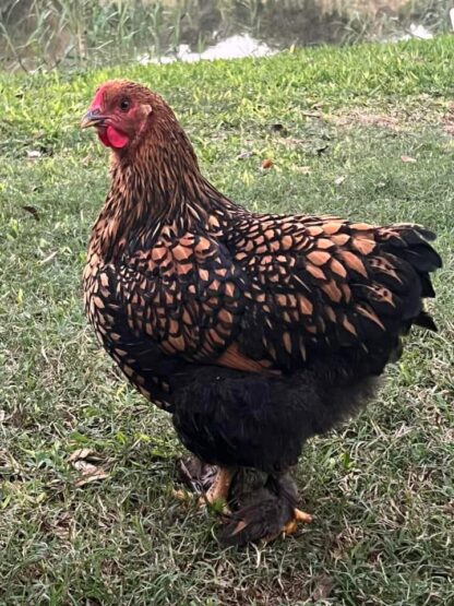 Golden Laced Cochin Standard