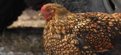 Golden Laced Cochin Standard