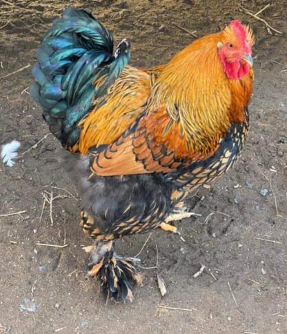 Golden Laced Cochin Standard