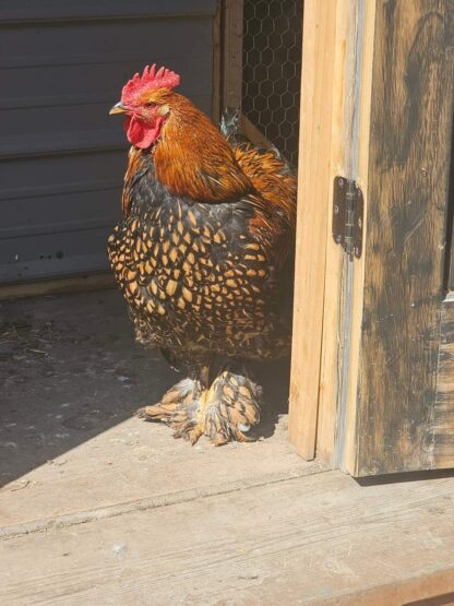 Golden Laced Cochin Standard