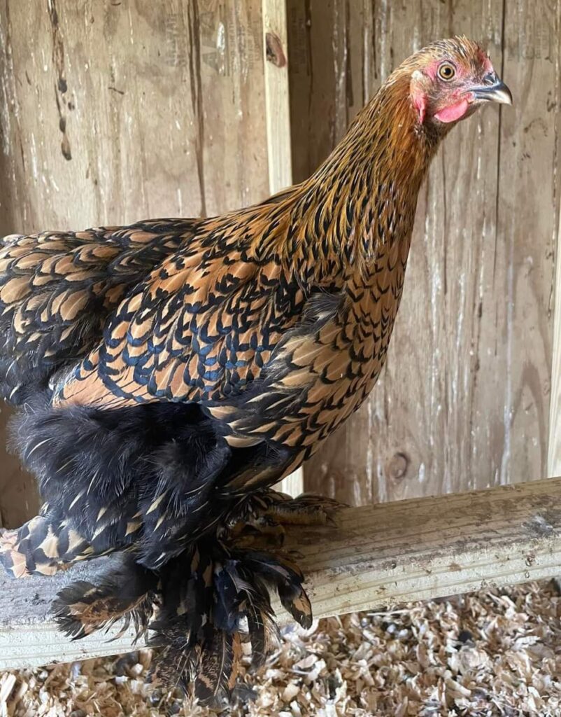 Golden Laced Cochin Standard - Baby Chicks | Cackle Hatchery®